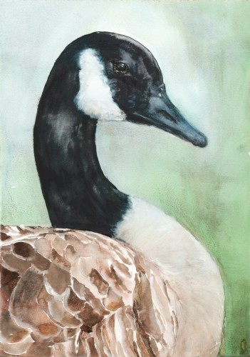 sheba-goose