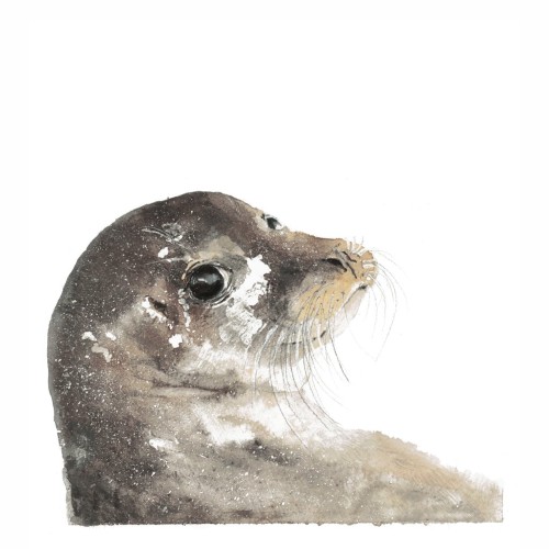wild-atlantic-artsheeba-seal-square